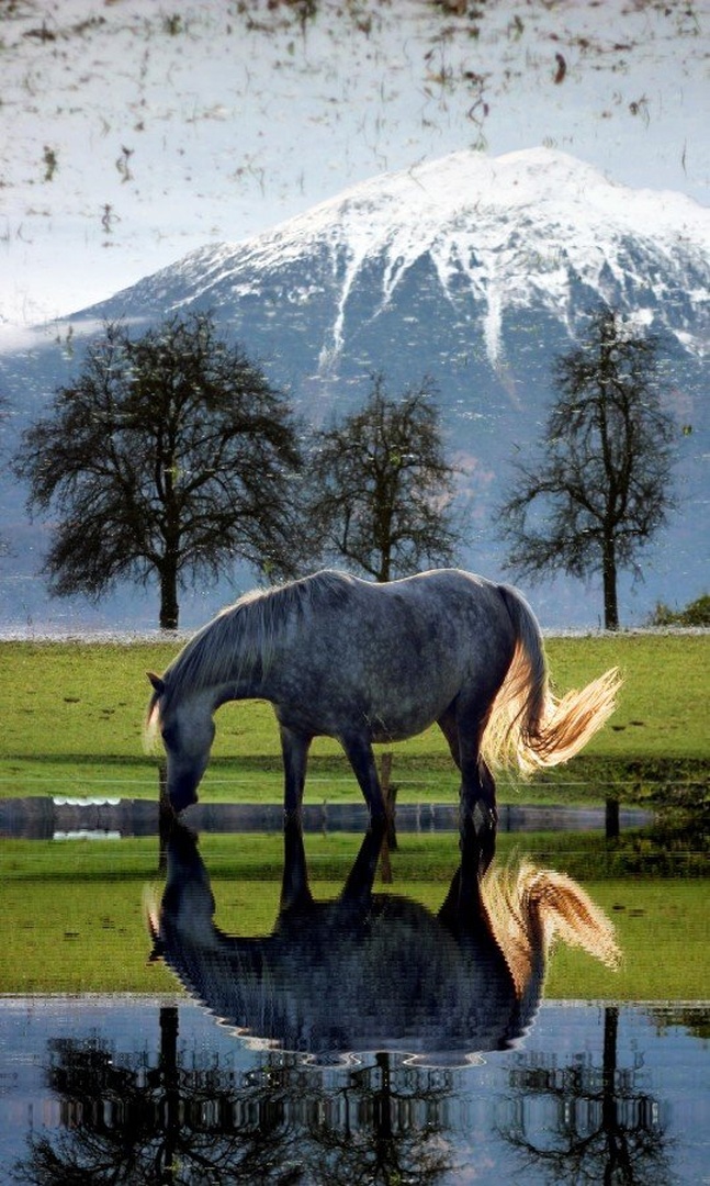 irreversible mirror image by
