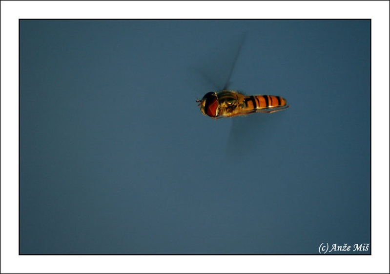 one of the many by Anže Miš