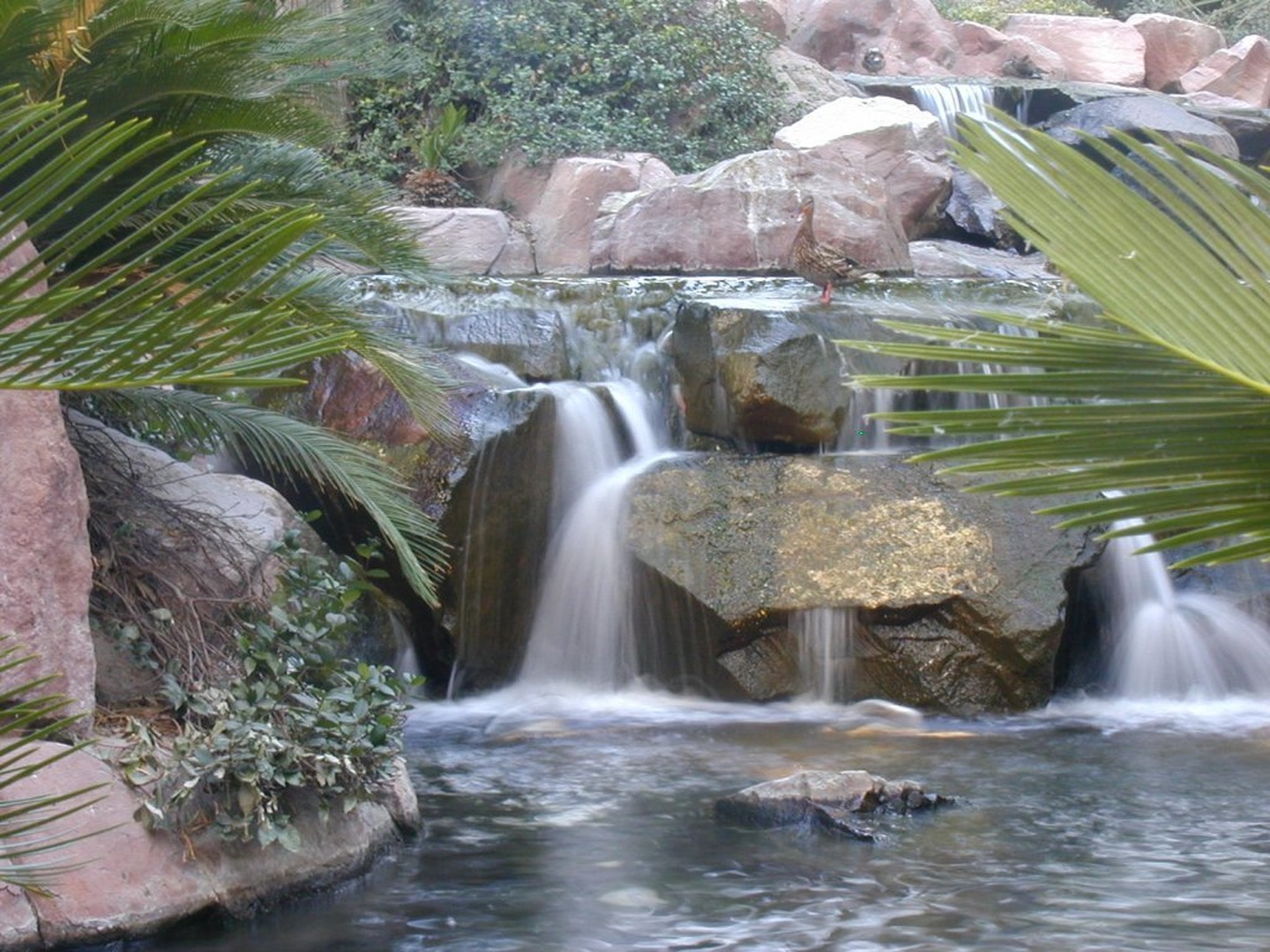 Duck on Rocks by