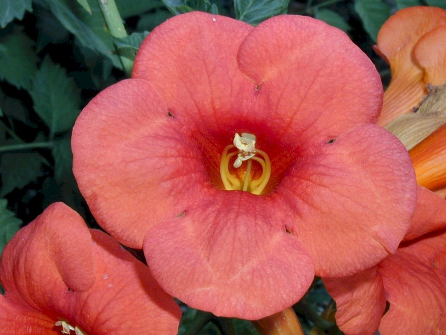 Hibiscus Close-Up by