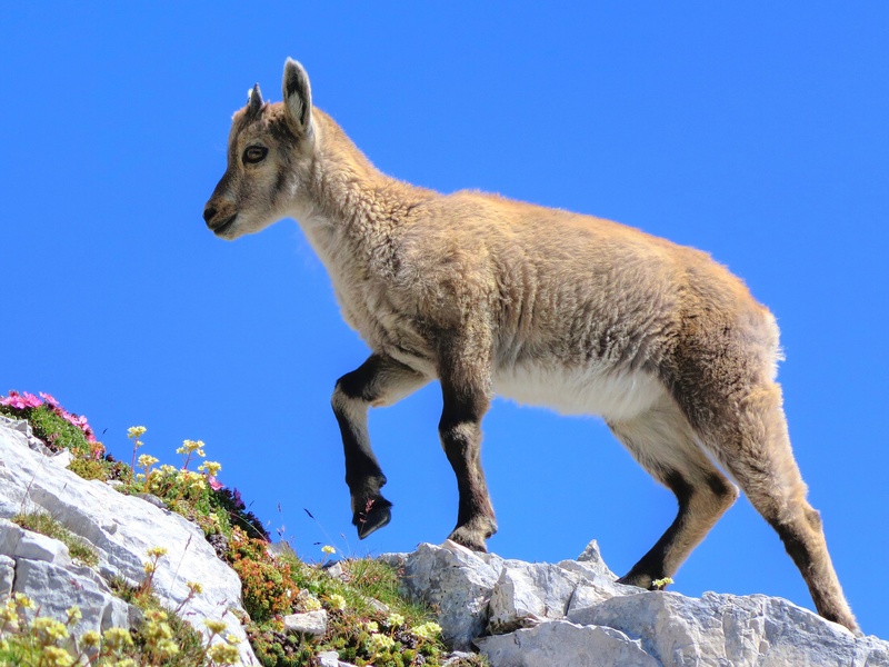 Kozorog - Capra ibex by simon prinčič