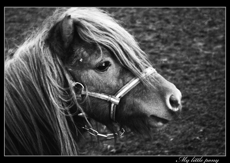 My little pony by Denis Savic