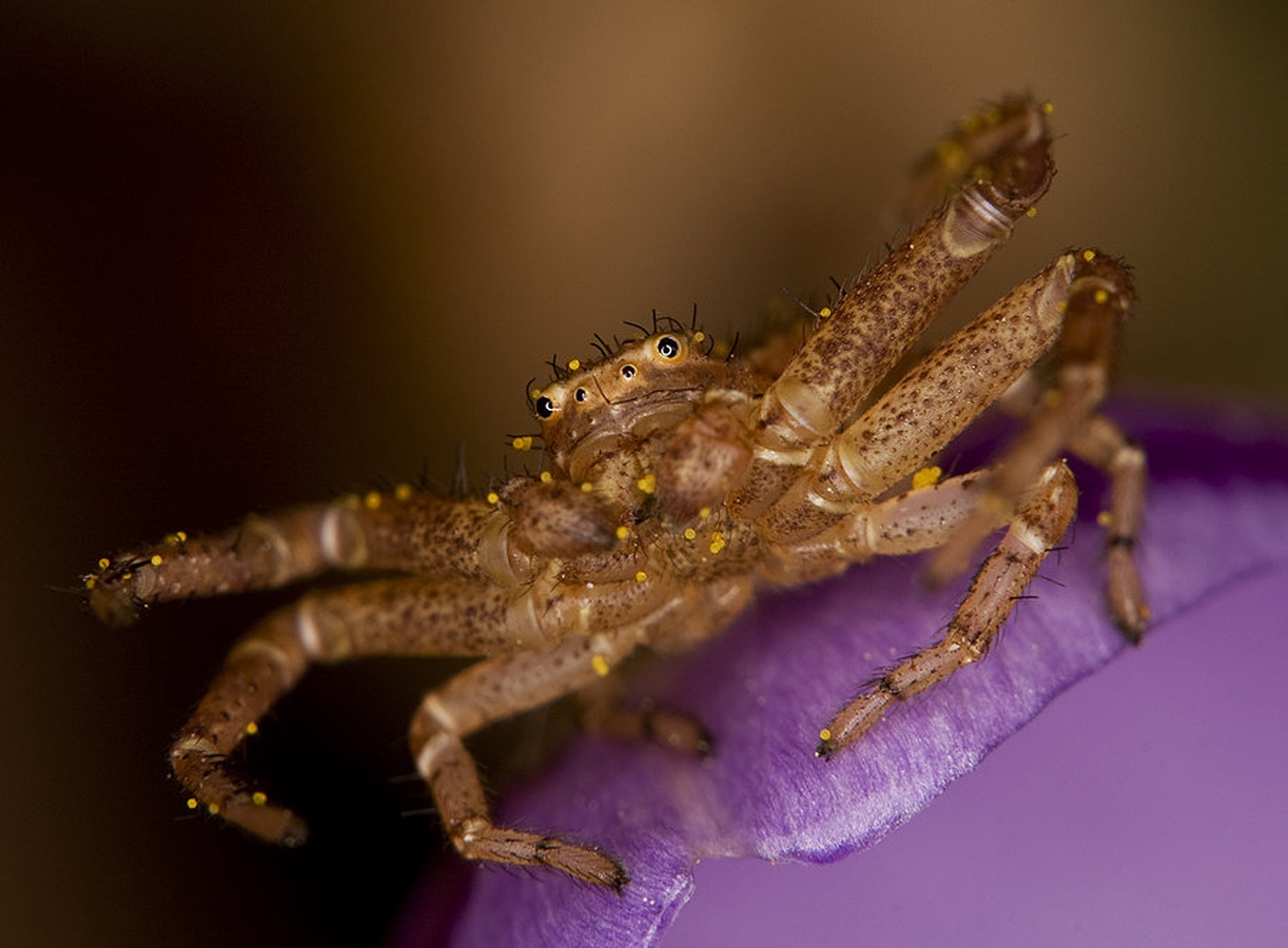 Jumper by Mateja L