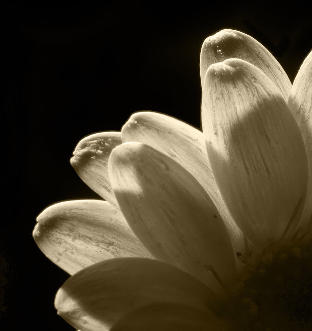 Light up by Mateja L