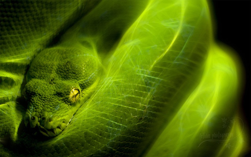 The deadly look of love by Mateja L