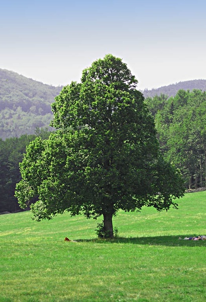 A tree... by opus200