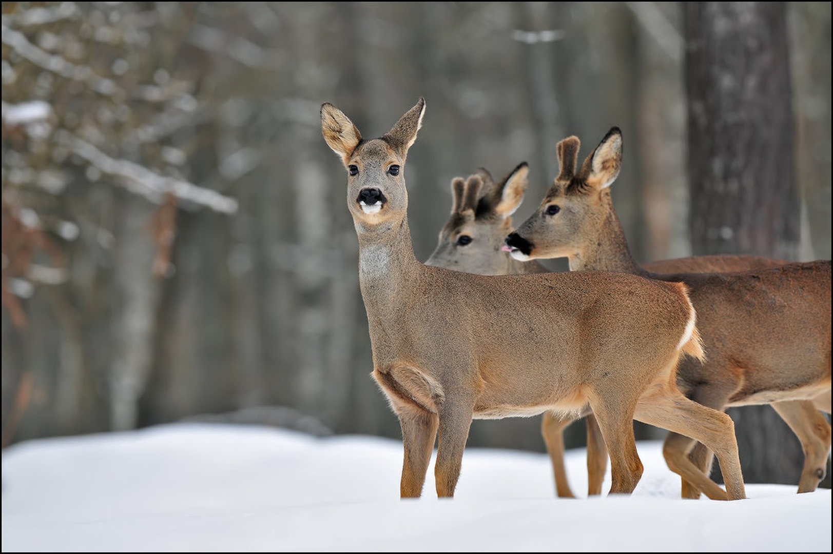 Trio by Uroš