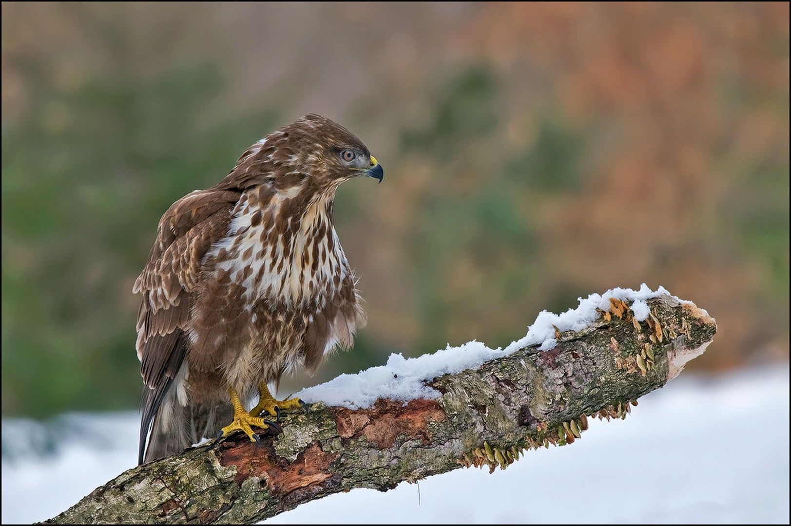 Kanja by Uroš