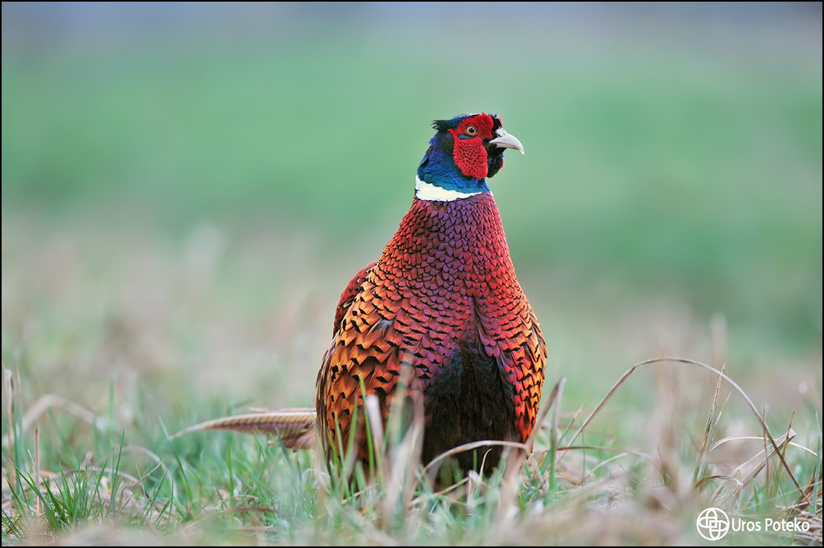 Mister in red by Uroš