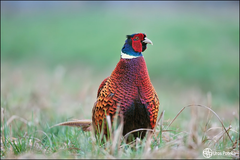 Mister in red by Uroš