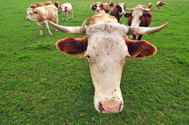 We are the cow by Uroš