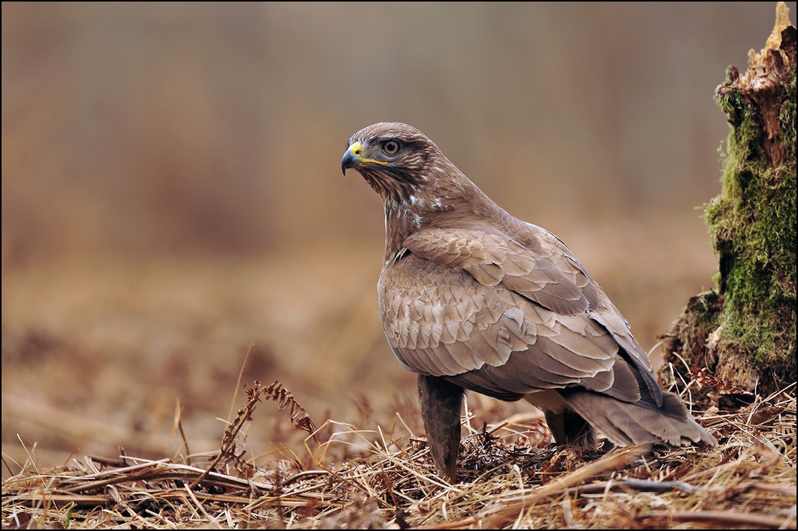 Kanja by Uroš