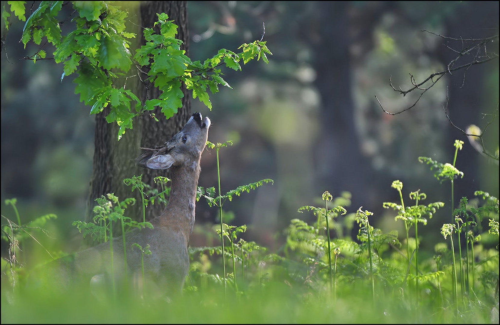 Nom nom by Uroš
