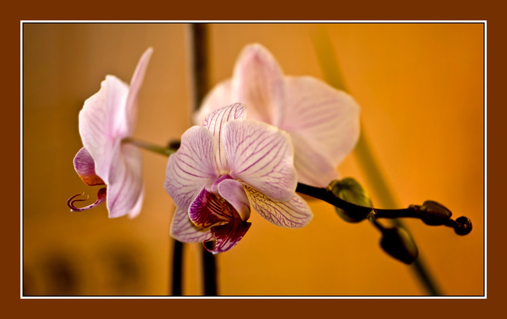 phalaenopsis by Milojko Demšar