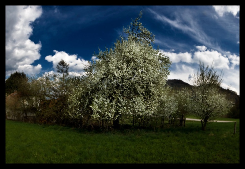 cvetoče drevo by Milojko Demšar