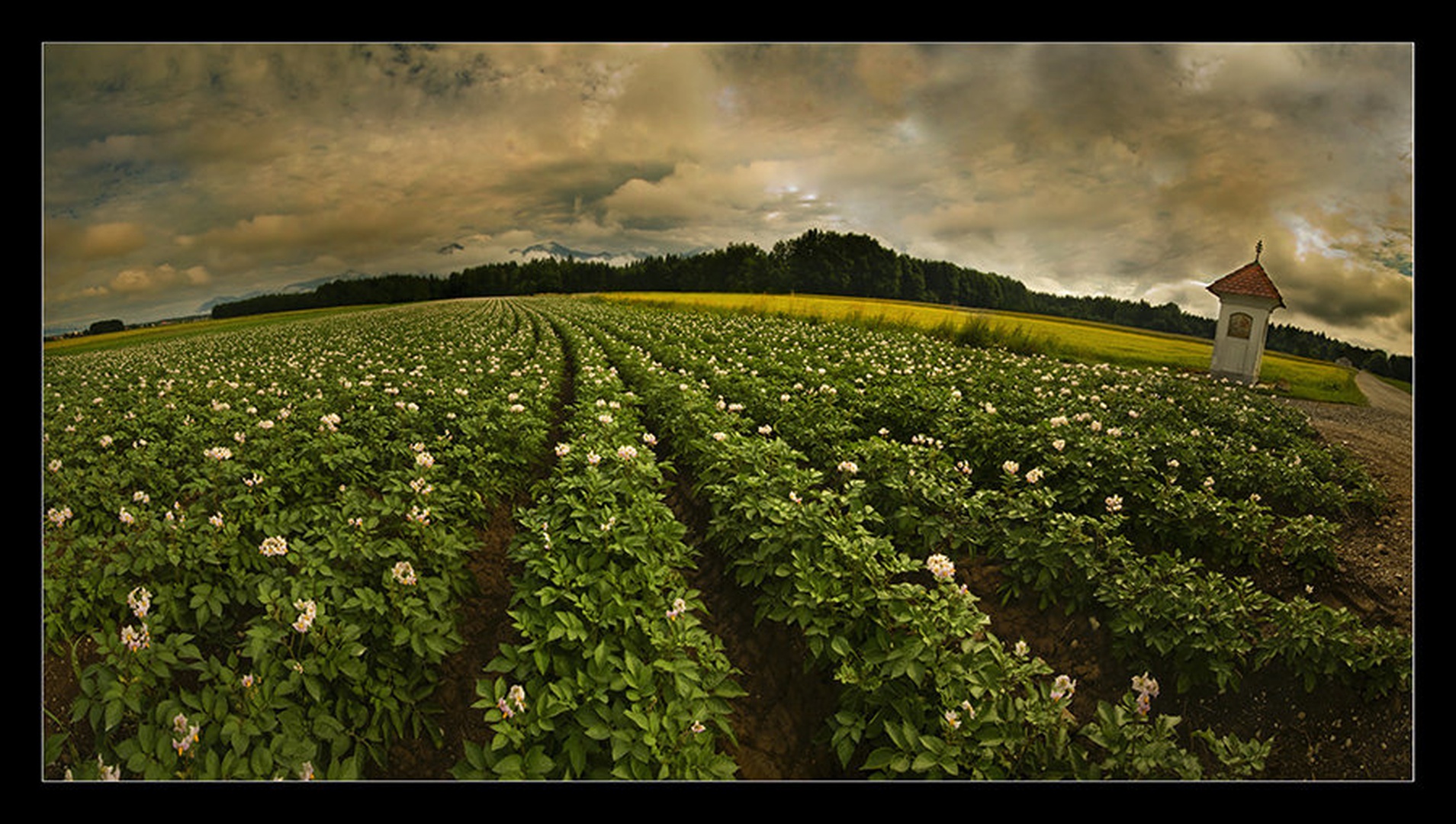 krompirjevo polje by Milojko Demšar