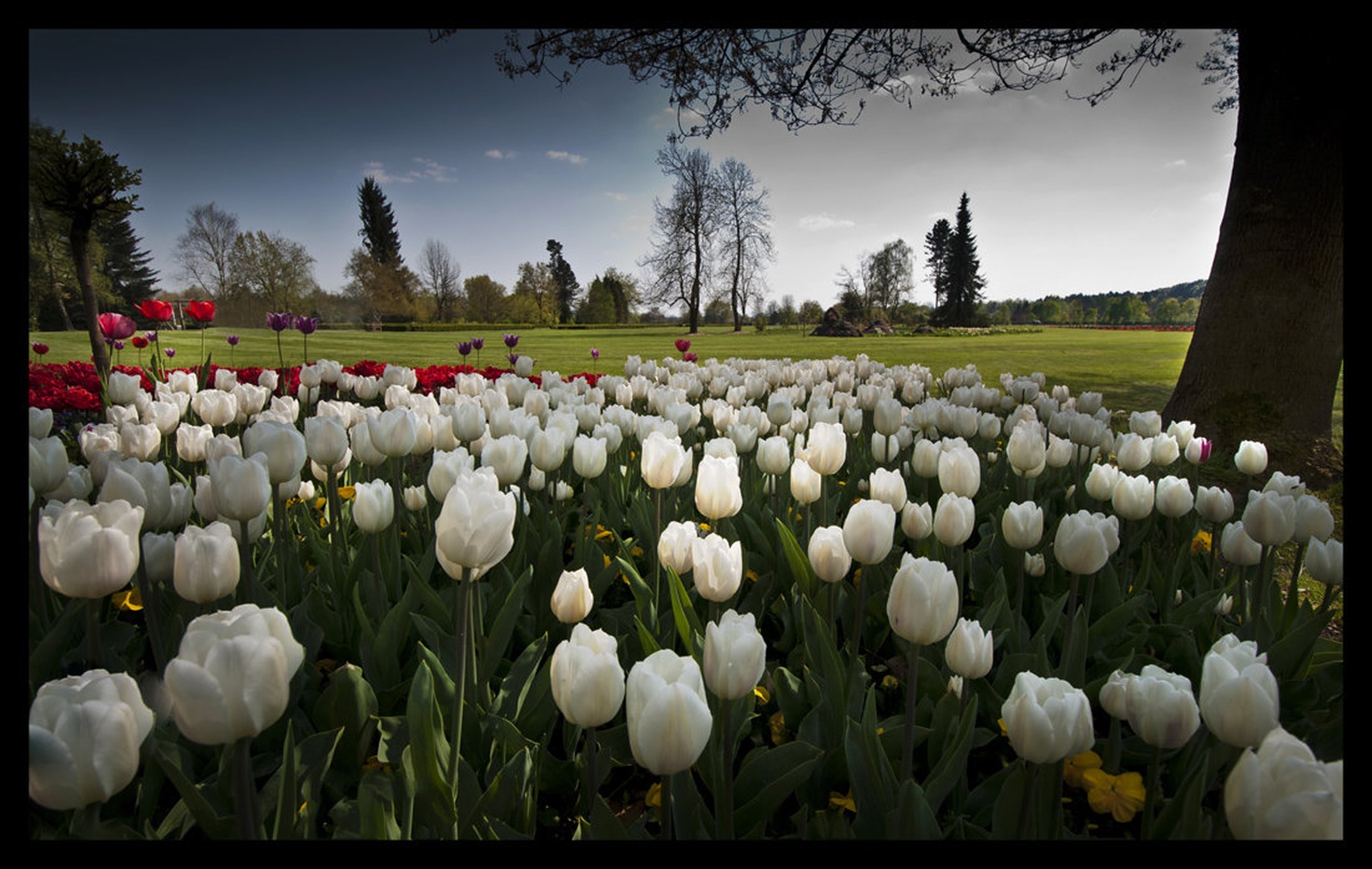 tulipani by Milojko Demšar