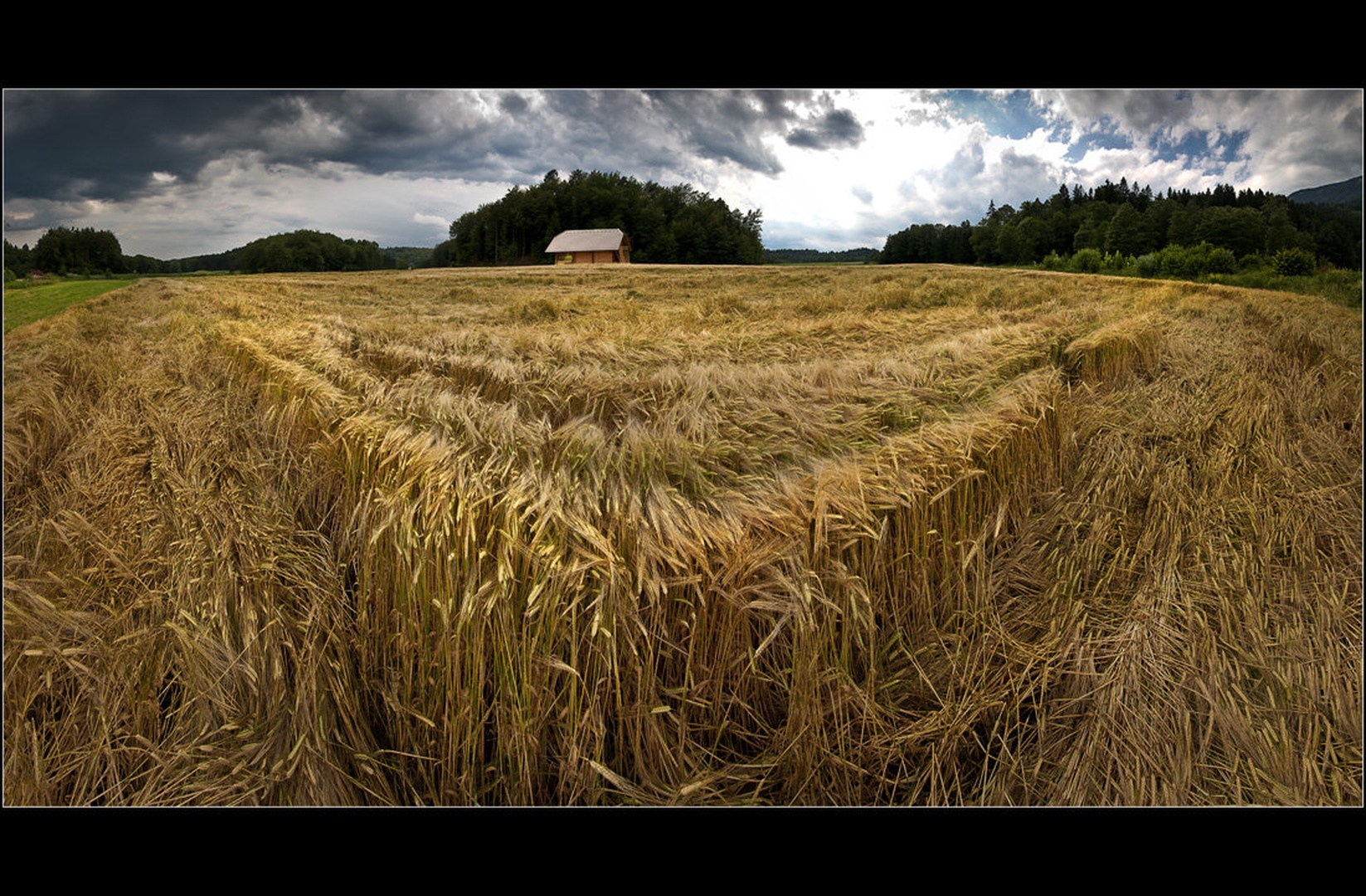 Žitno polje by Milojko Demšar