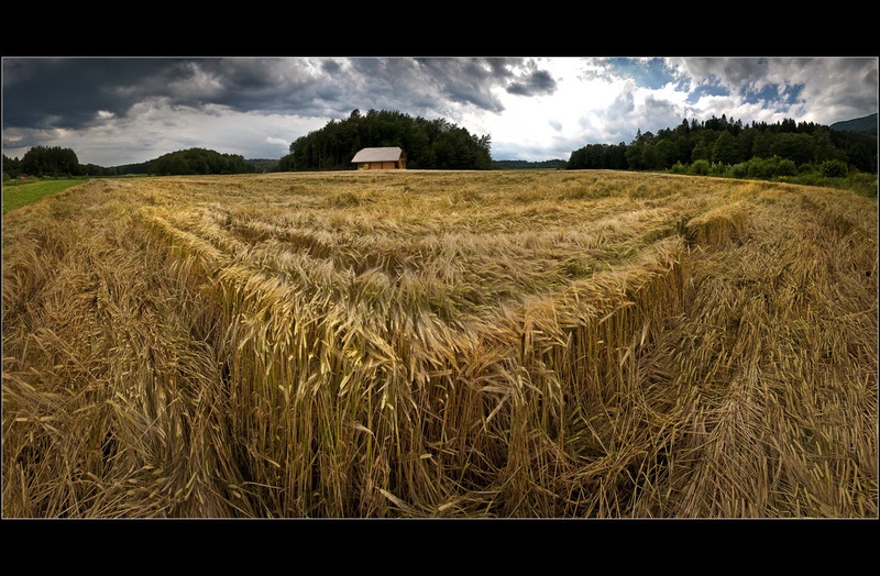 Žitno polje by Milojko Demšar
