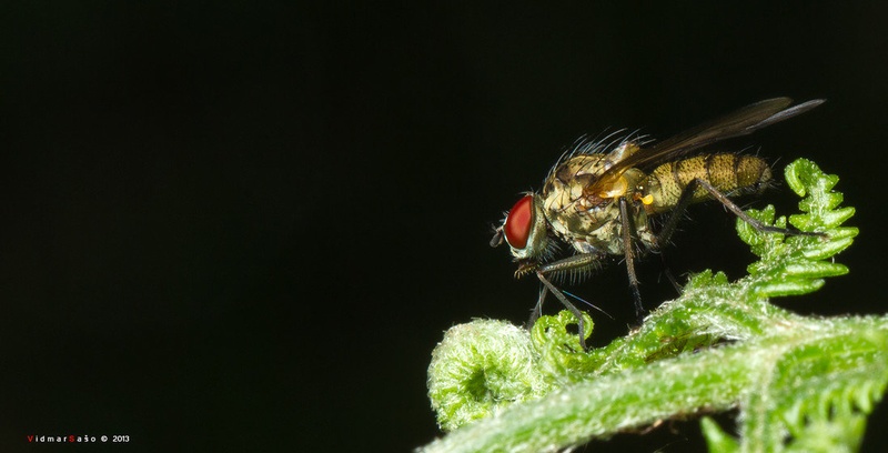 Muscidae by fichte