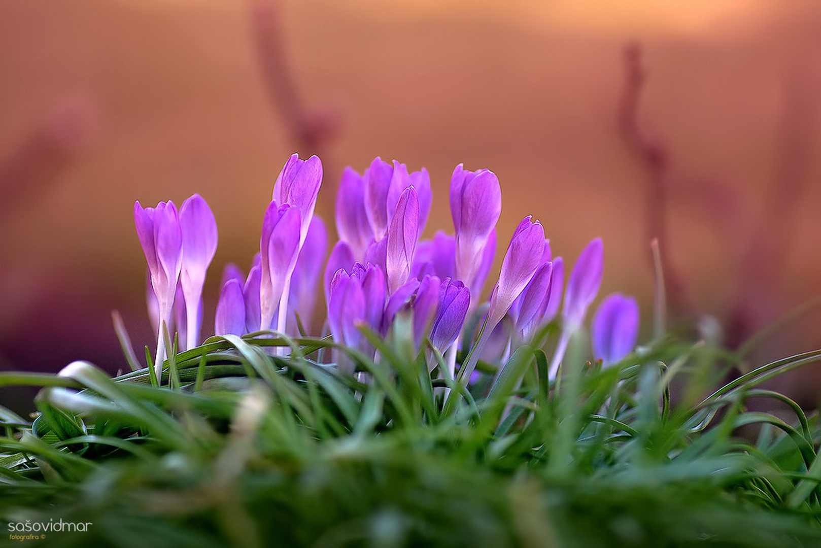 Mladina by