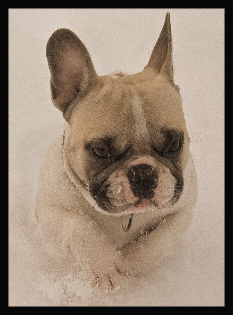 French Bulldog by