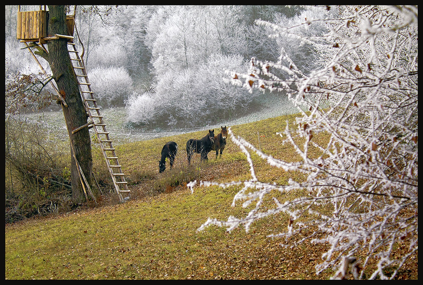 Zadnja paša by