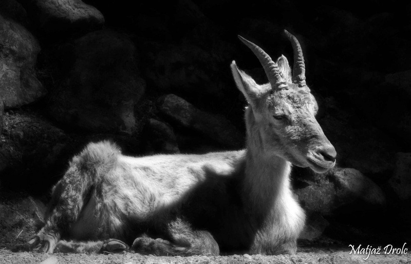 Ne mot me! by Matjaz Drolc
