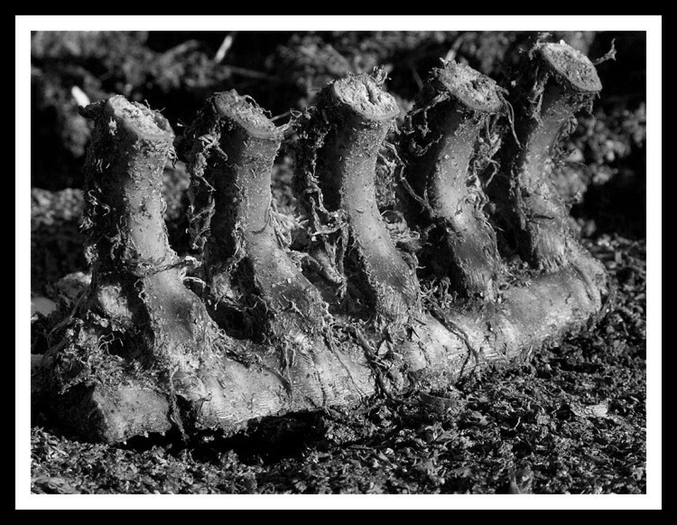 ..:: grablje ::.. by