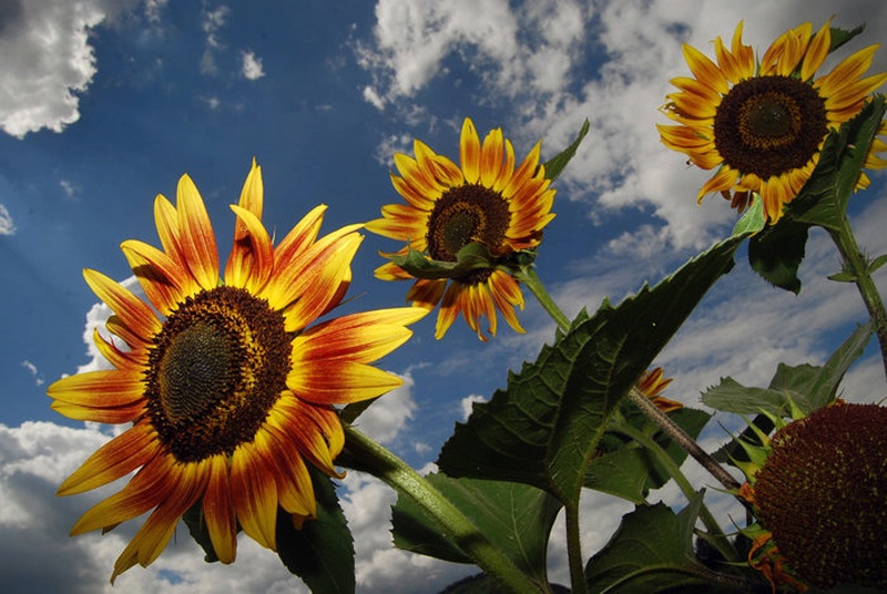 Sunflowers by Alen Žgalin