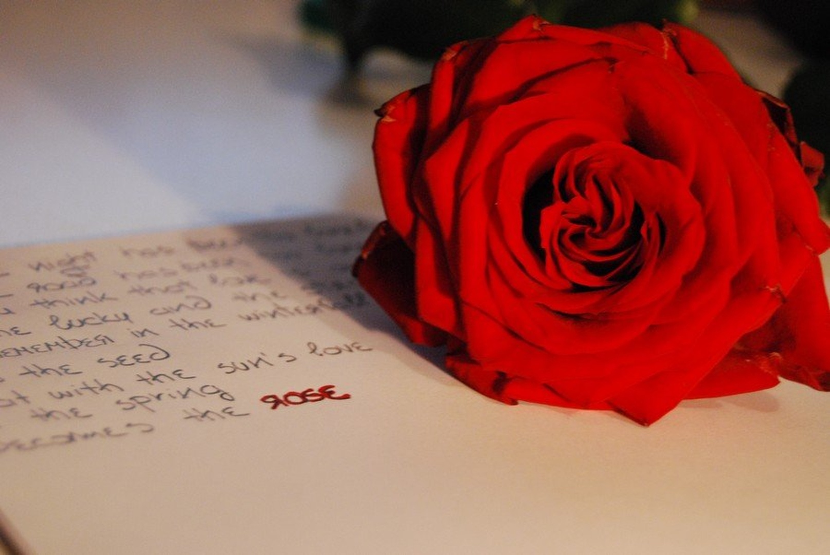 rose.. by Maja