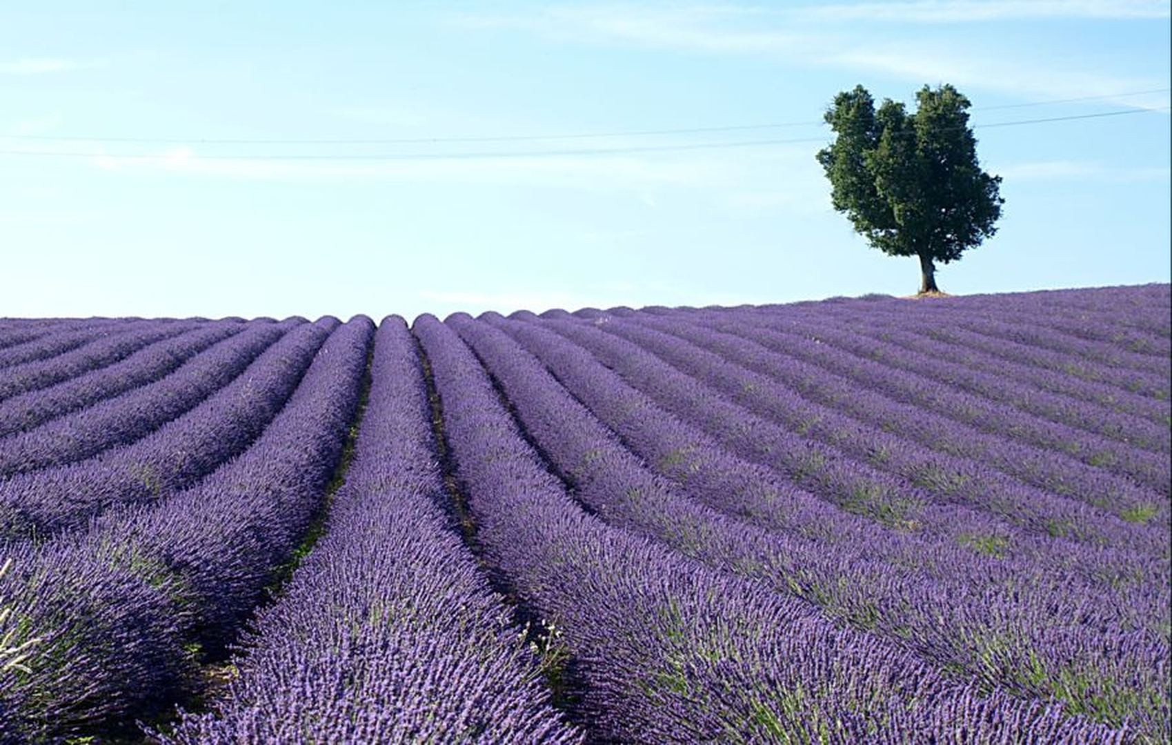 Lavanda by Andraž Ban