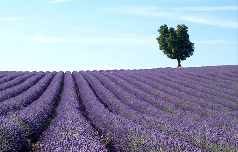 Lavanda2 by Andraž Ban