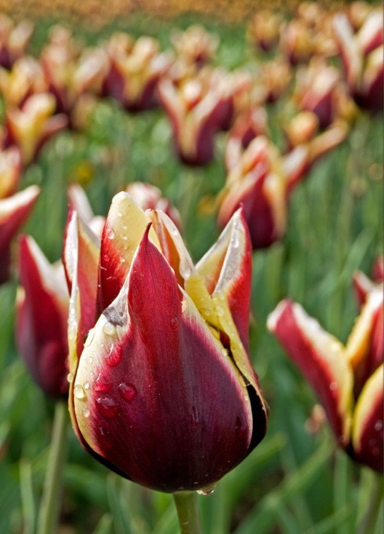 Tulipan by Andraž Ban