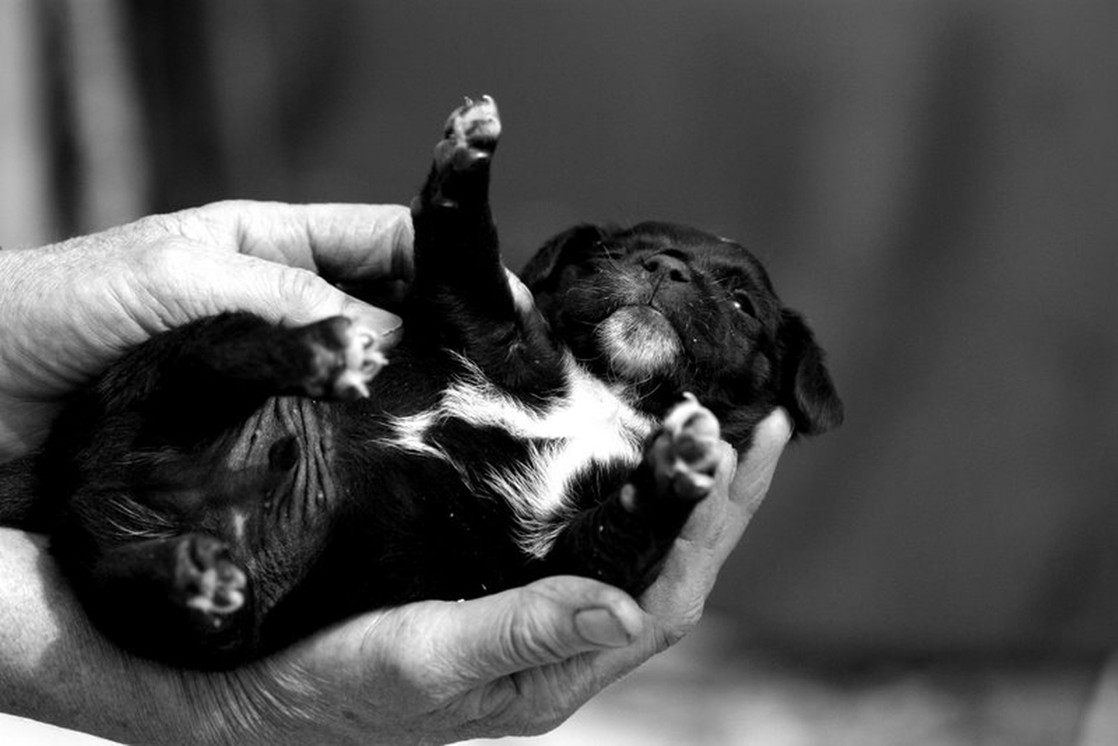 Little Puppy In A Big World by Anja Matko