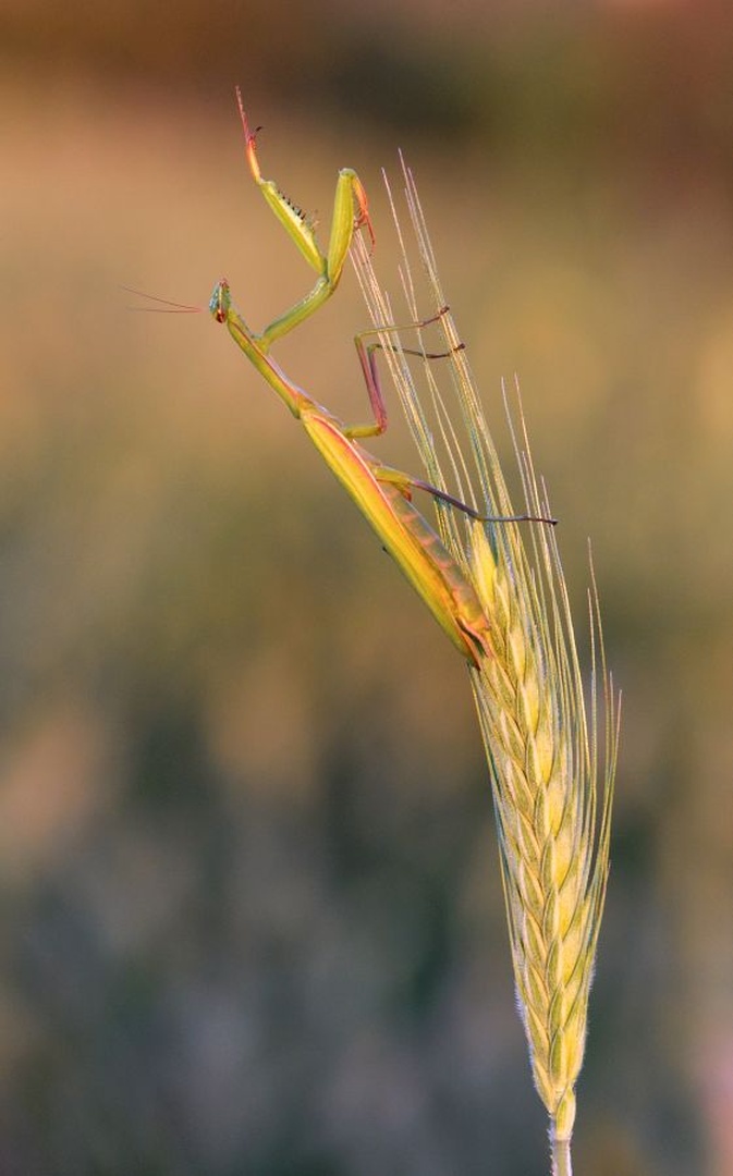 Mantis by Tomaž B