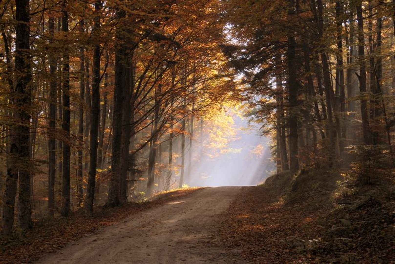 Forest of November by Tomaž B