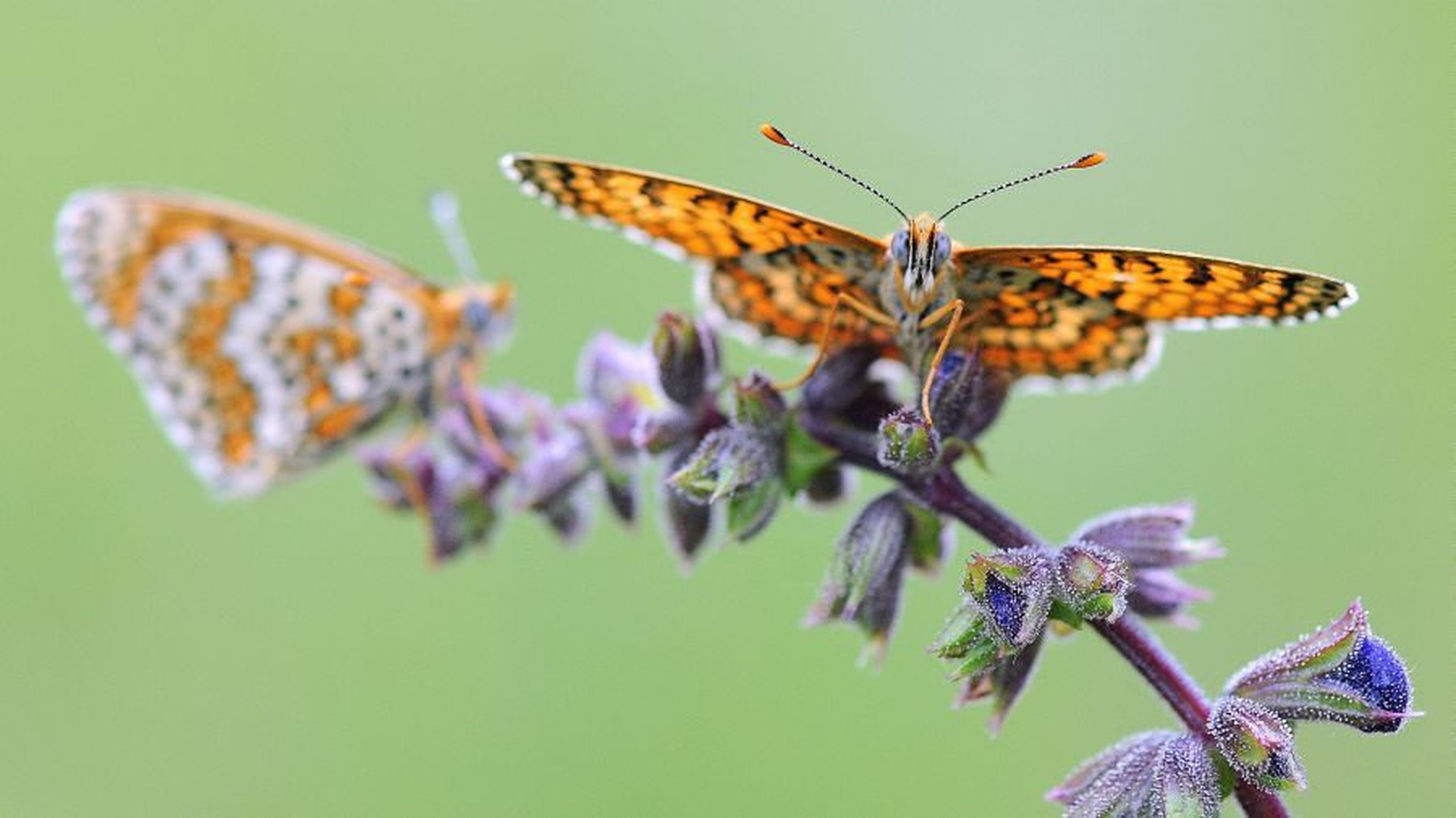 Pisančka by Tomaž B