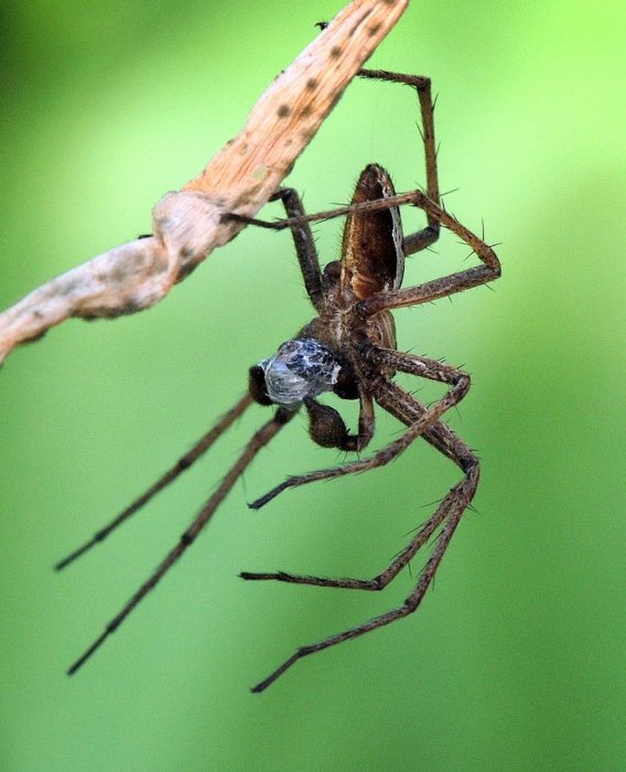 Spider by Tomaž B