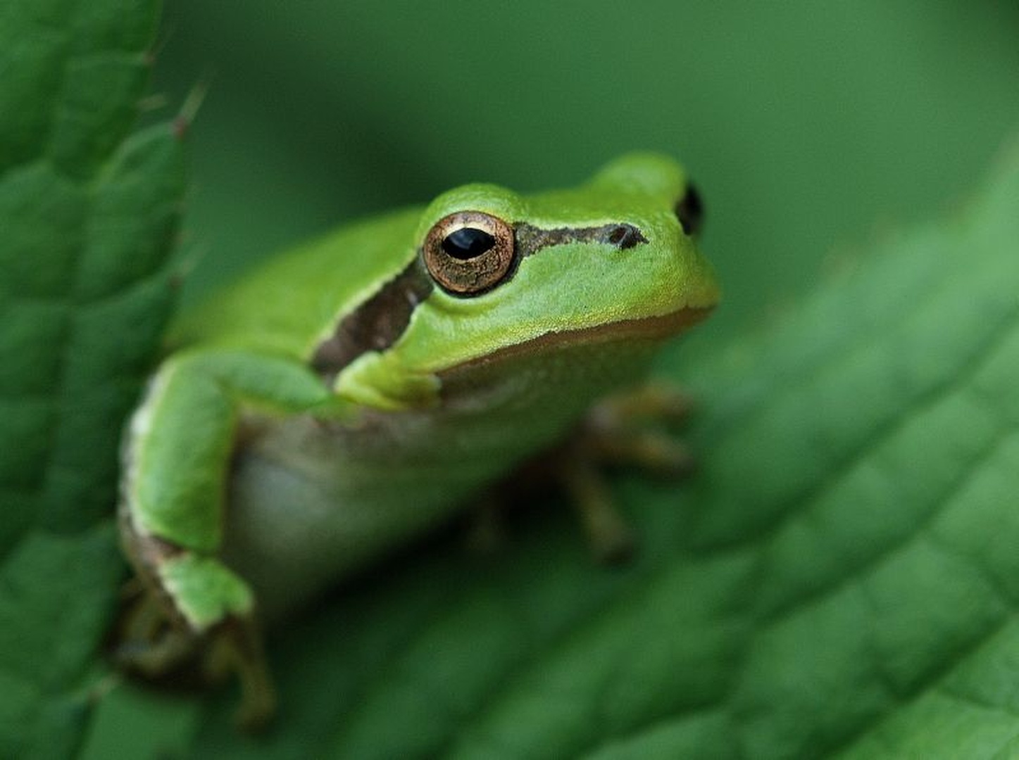Hyla arborea by Tomaž B