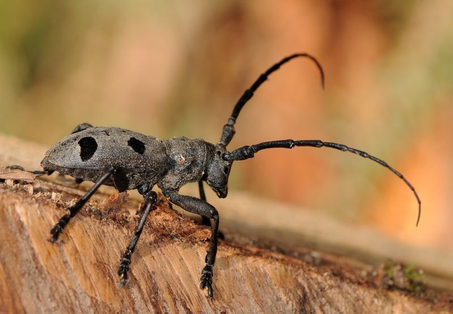 Morimus funereus by Tomaž B