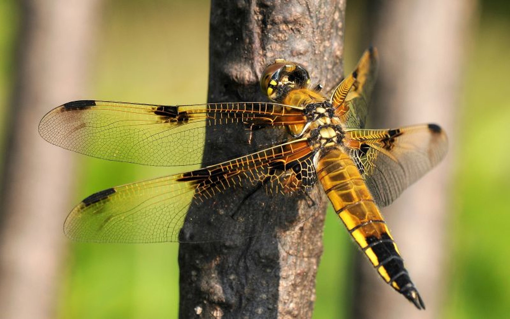 Libellula depressa by Tomaž B