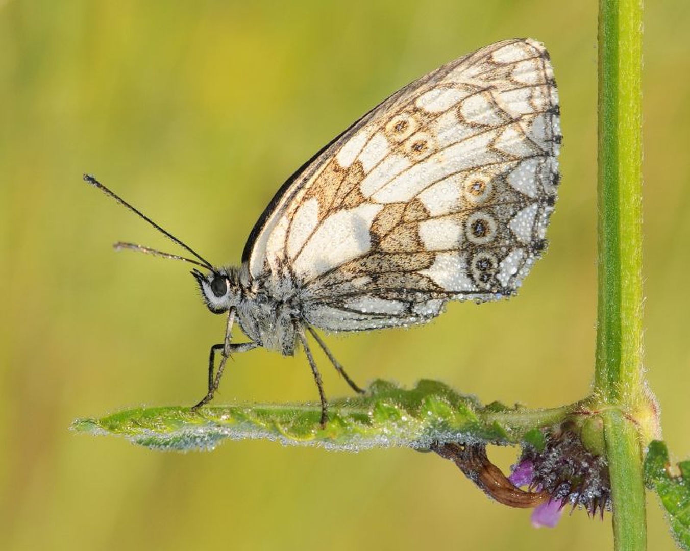 Melanargia galathea by Tomaž B