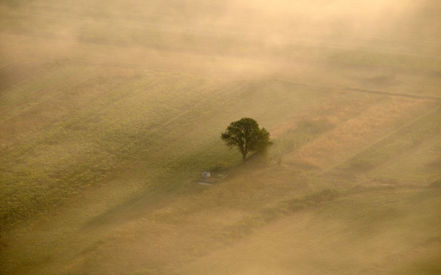 Vrtiček in drevo by Tomaž B