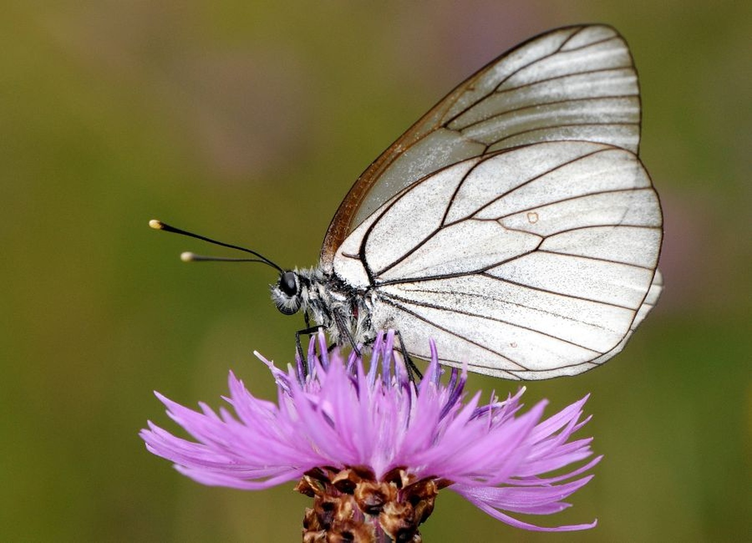 Aporia crataegi by Tomaž B