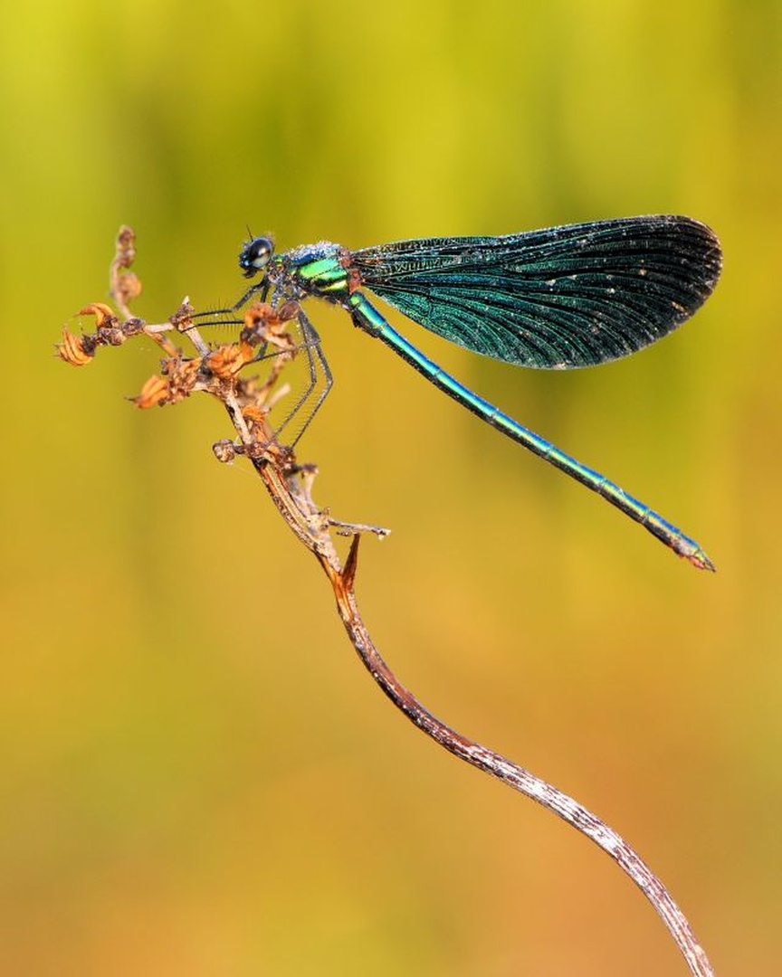 Calopteryx splendens by Tomaž B
