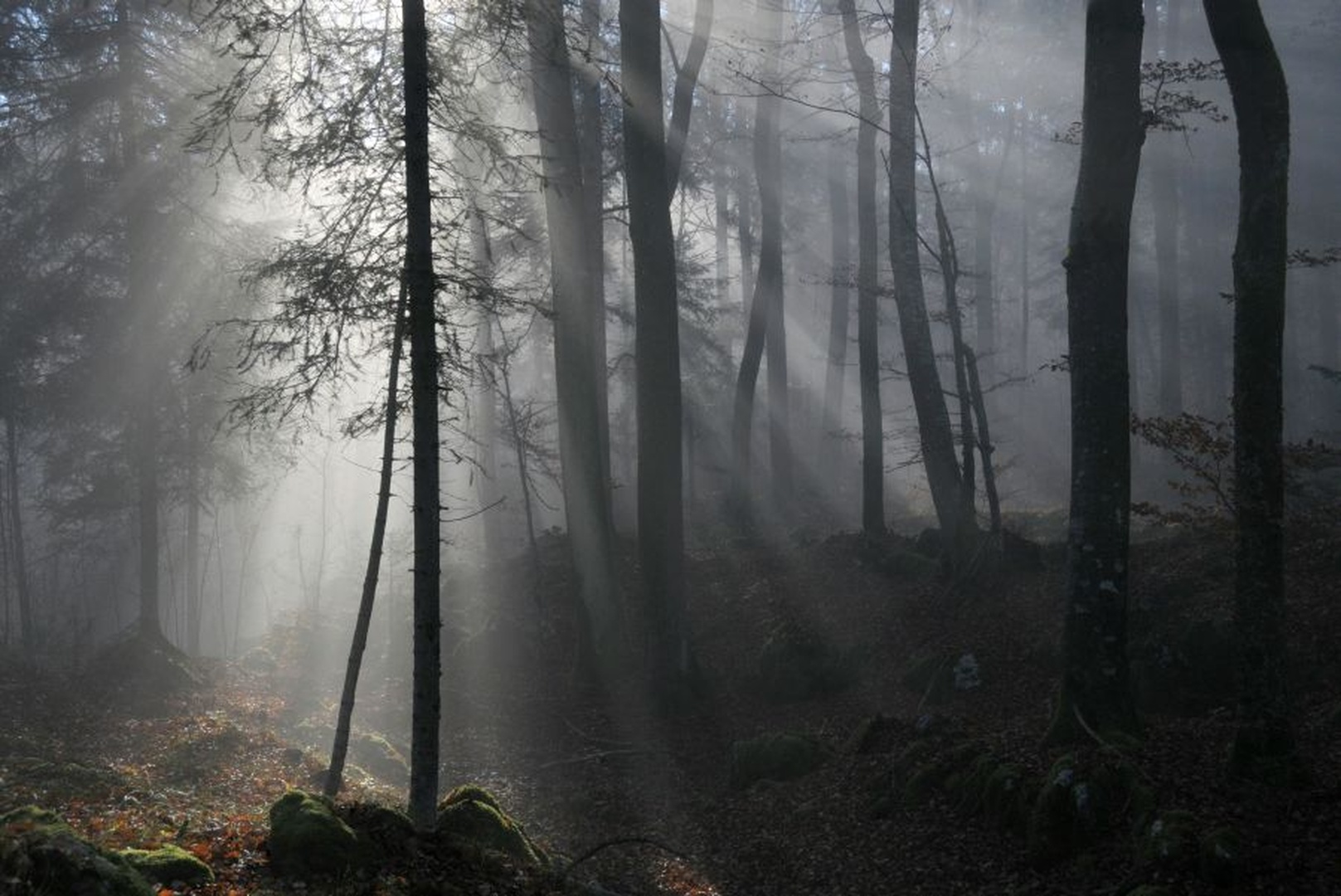 Forest by Tomaž B