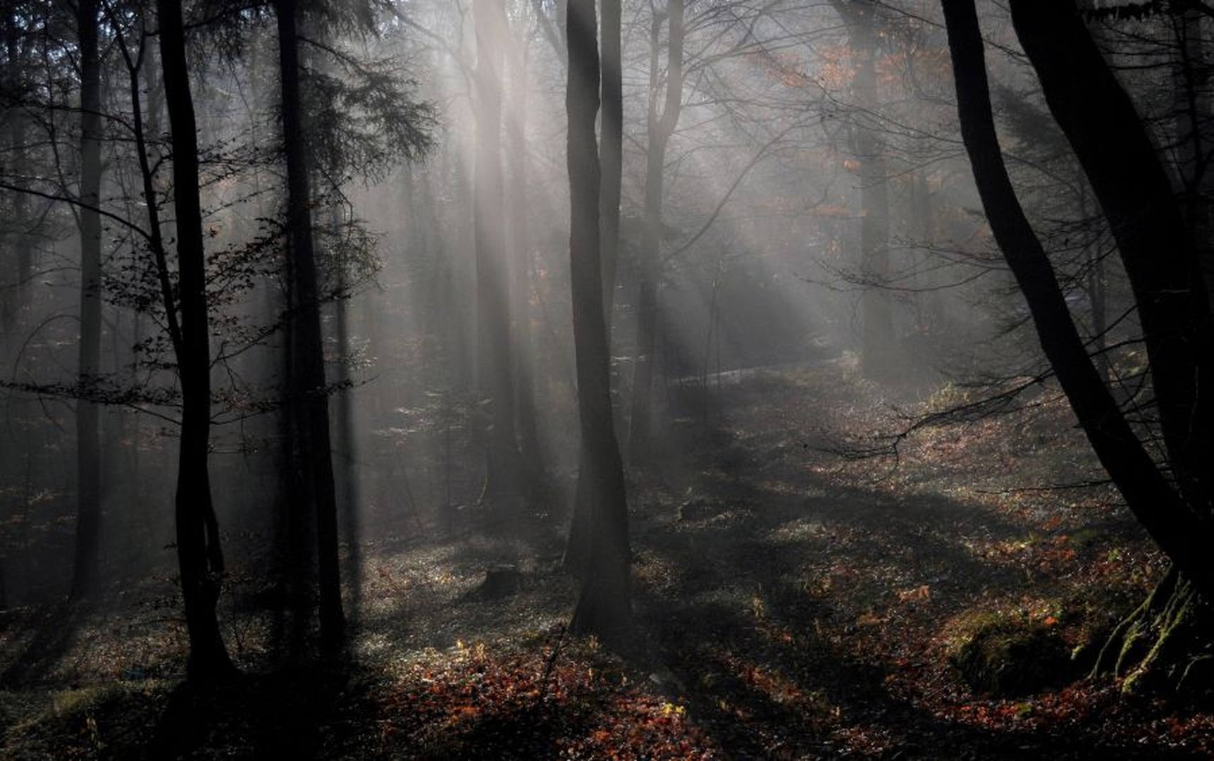 Forest by Tomaž B