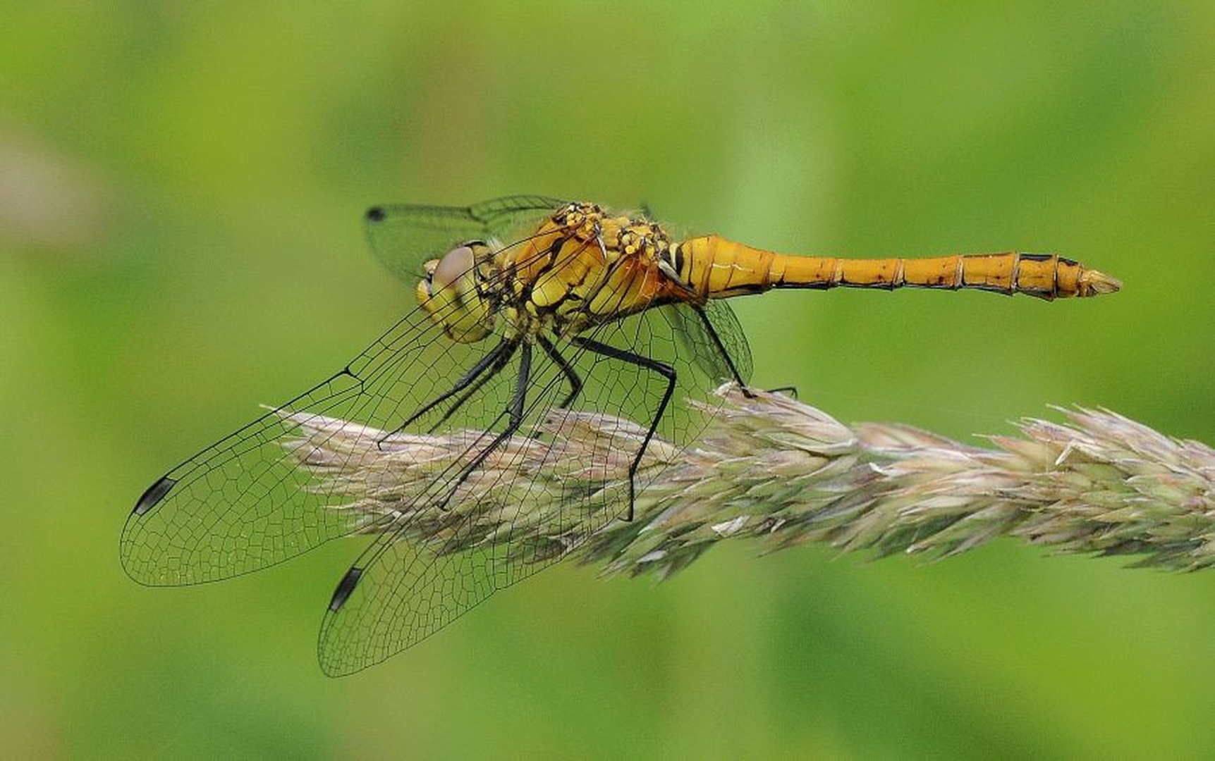 Sympetrum flaveolum by Tomaž B