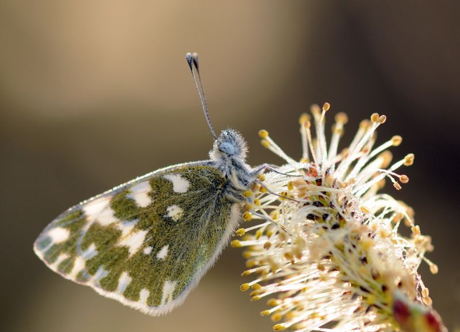 Anthocharis cardamines by Tomaž B